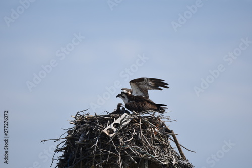 osprey in nest