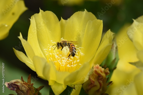 bee on flower