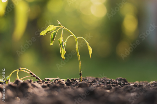 dying withered sprout in earth, drought season climate