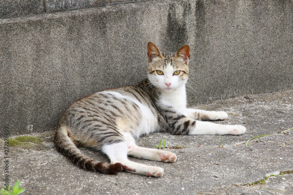 Obraz premium 猫の兄弟