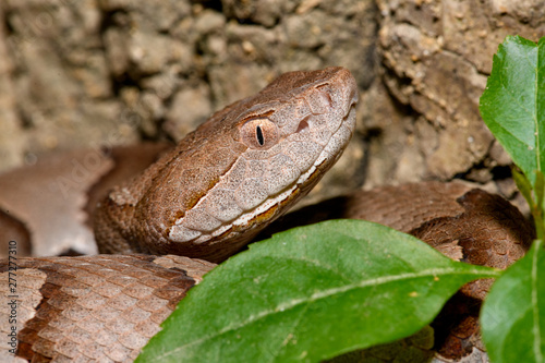 Eastern Copperhead (Agkistrodon contortrix) close-up