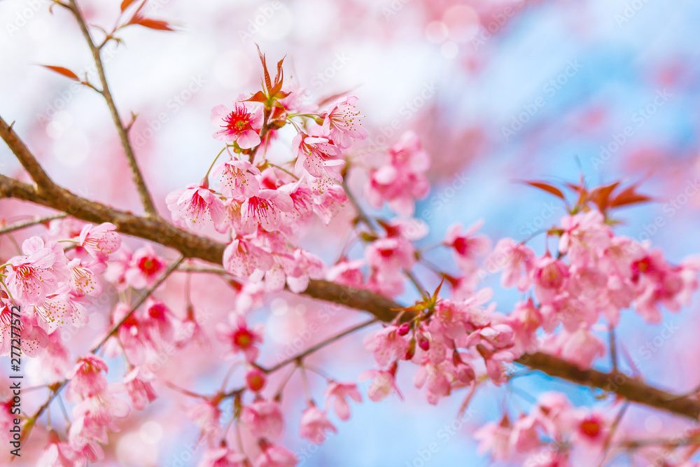 Soft focus, beautiful Wild Himalayan Cherry blossom, Prunus cerasoides in Thailand, Soft focus, beautiful Wild Himalayan Cherry blossom, Prunus cerasoides in Thailand,