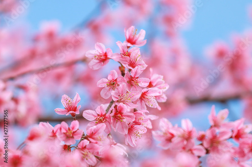 Soft focus  beautiful Wild Himalayan Cherry blossom  Prunus cerasoides in Thailand 