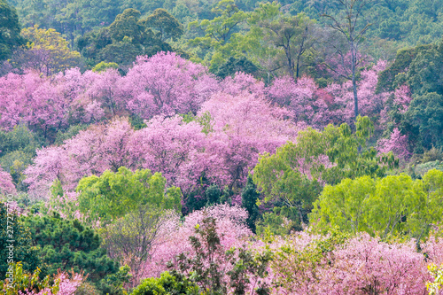 Landscape of Wild Himalayan Cherry blossom flower (Prunus cerasoides) or sakura flower on the mountain Chiang Mai Thailand