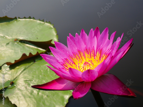 beautiful Pink  lotus  on the water or garden and natural