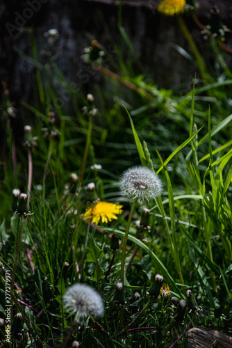 Dandelion plant with a fluffy white bud in a morning sunlight with a lawn green in a background.