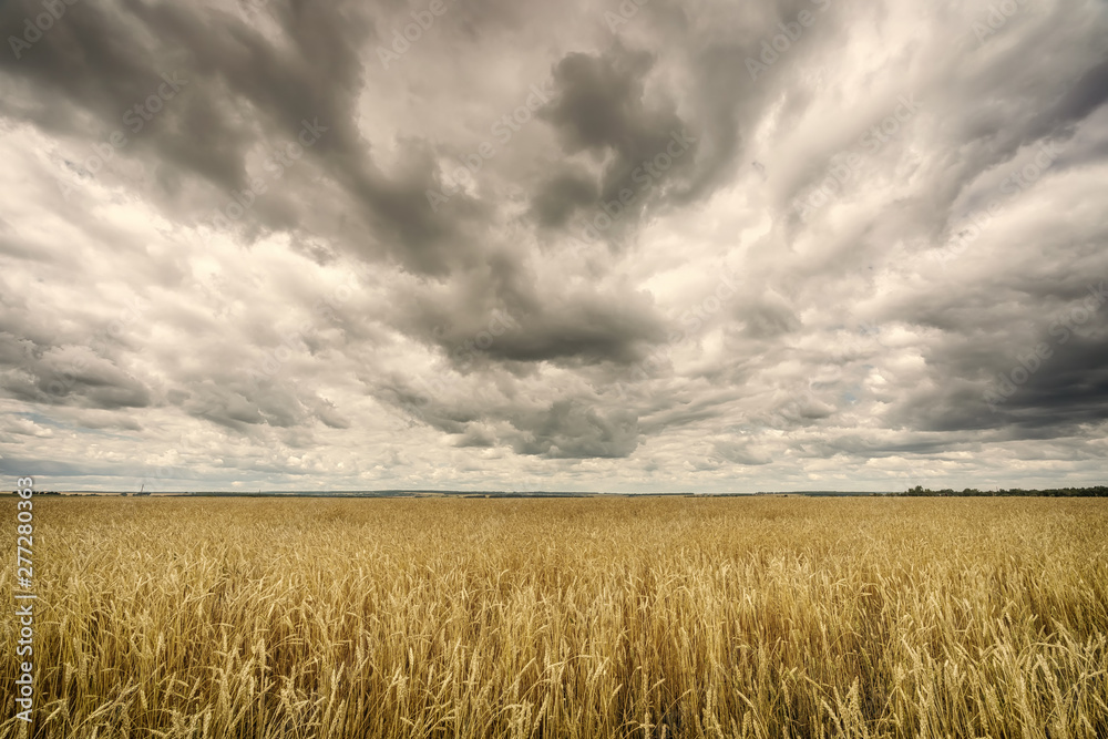 Wheat field in european countryside at cloudy summer day
