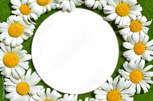 Figure in shape of perfect circle stacked from natural garden daisy flowers with white petal and perfect white circle for write your text on green grass lawn background in day close up. Mock up © andreynov