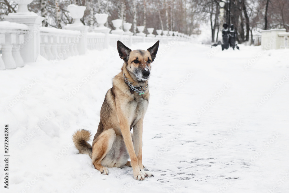 Brown and white short-haired mongrel dog on a background of a winter snowy park.