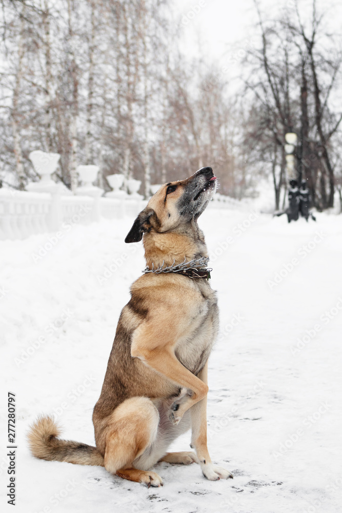 Brown and white short-haired mongrel dog on a background of a winter snowy park. Brown and white short-haired mongrel dog on a background of a winter snowy park.
