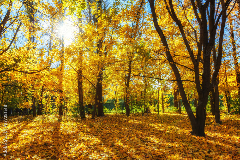 Sunny autumn landscape with golden trees and blue sky in a city park Sunny autumn landscape with golden trees and blue sky in a city park