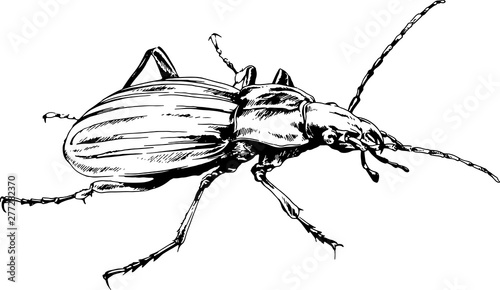 crawling beetle drawn with ink black and white © evgo1977