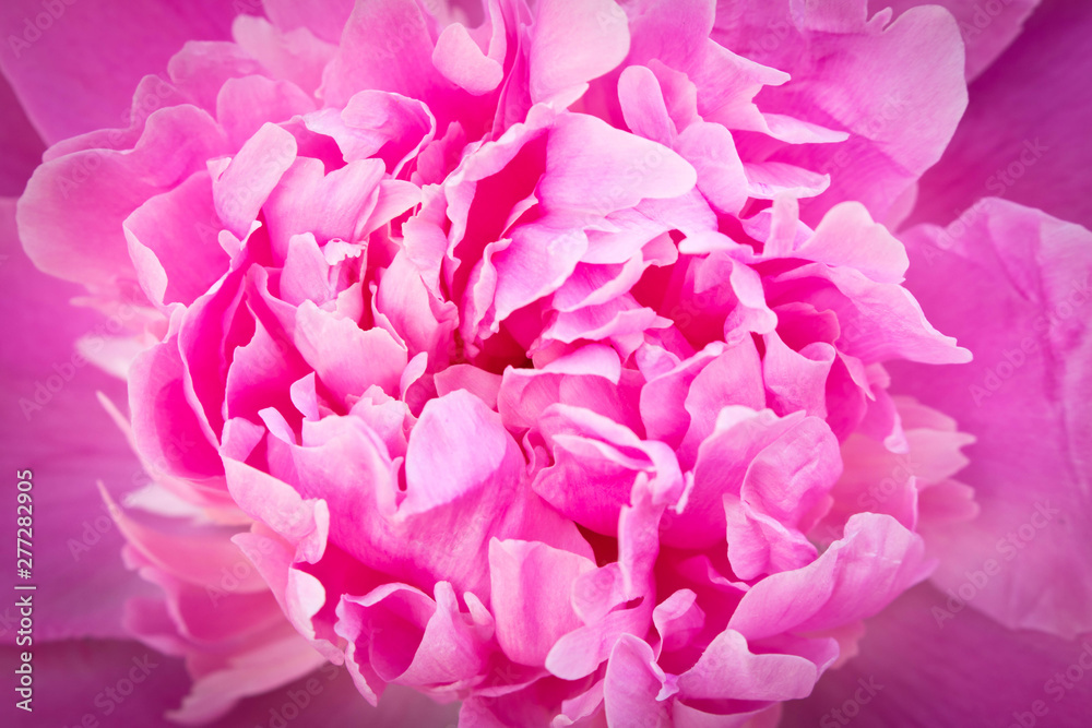 Bud of a peony. Open peony Bud. Abstract peony Bud background. Bud of a peony. Open peony Bud. Abstract peony Bud background.