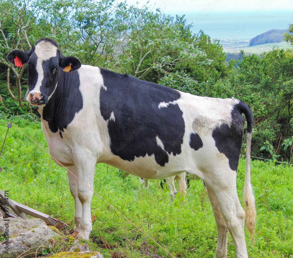 A cow standing in a field