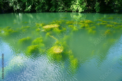 水の中で藻が茂る池の風景