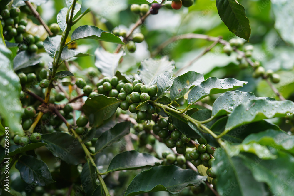 Coffee plantation in Da Lat , Vietnam