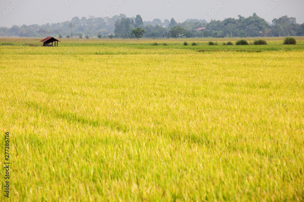 landscape of rice plantation,rural field background.