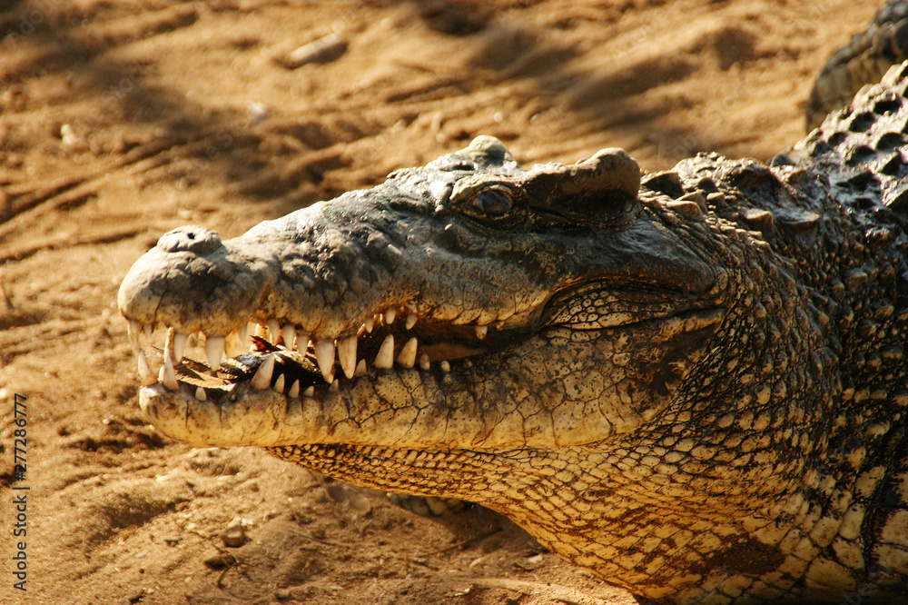 Fototapeta premium Zapata National Park. The Zapata Swamp is located on the Zapata Peninsula in the southern Matanzas Province of Cuba