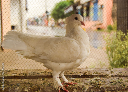Beautiful White Pigeon Queen