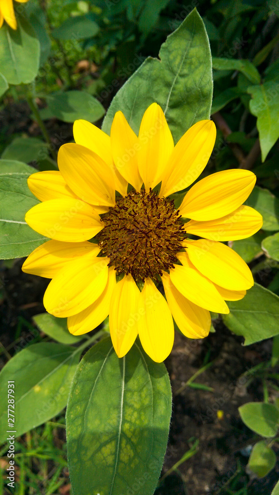 Obraz premium Yellow sunflower, beautiful, bright in summer