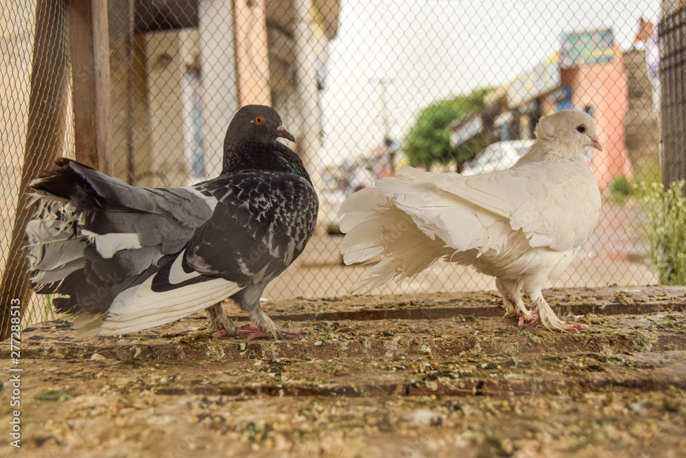 Fototapeta premium Two Beautiful Pigeons King and Queen