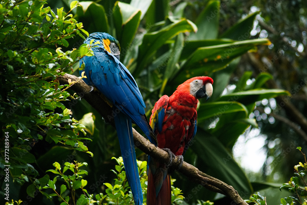 Portrait of colorful parrots against jungle background