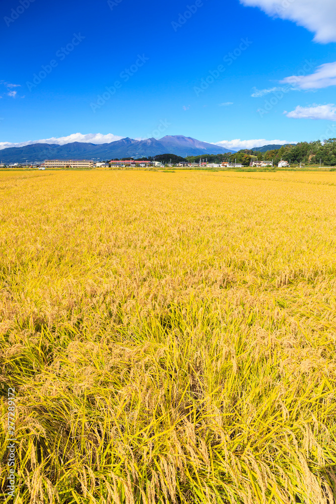 Obraz premium 佐久平の稲穂と浅間山 長野県佐久市