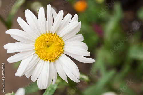 white Daisy close-up  delicate flower photo  floral background