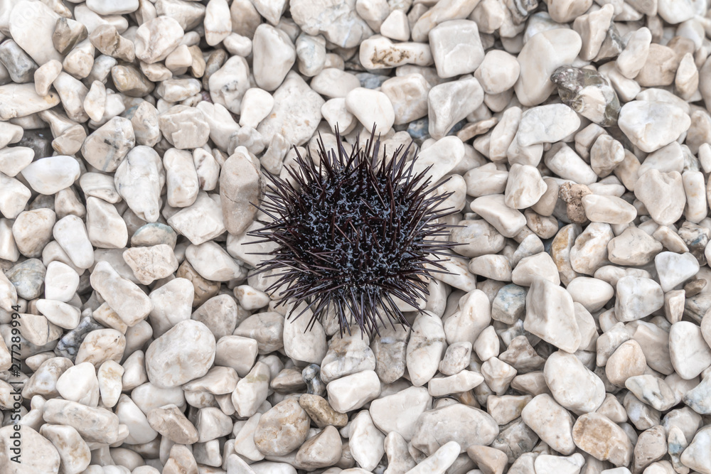 Fototapeta premium Sea urchin on the beach with stones