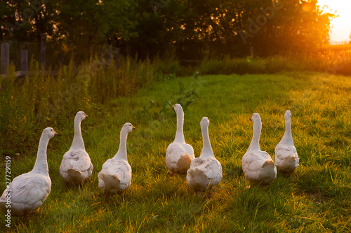 Herd of domestic geese in a meadow in the countryside