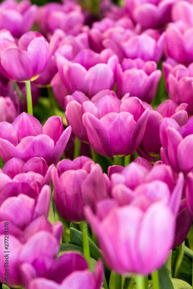 Fototapeta premium Tulpenfeld 2