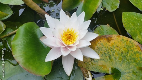 Weisse Seerose im Teich