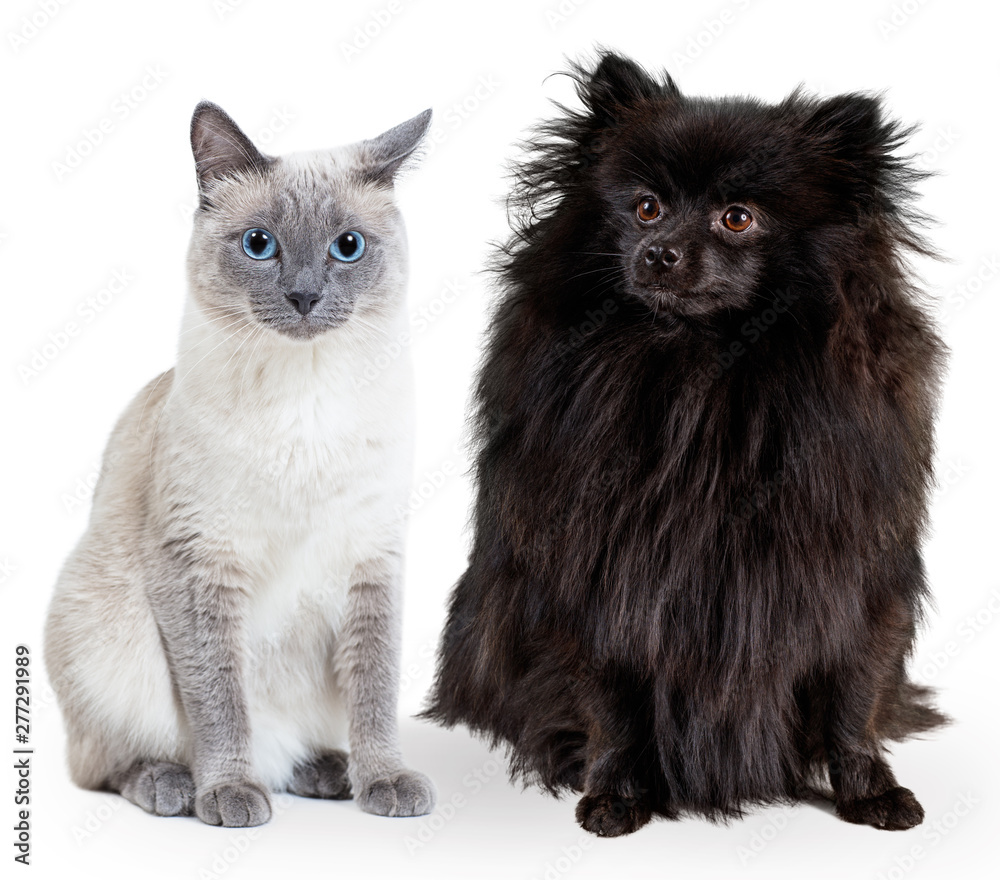 Collage of black German spitz and blue-point thai cat.