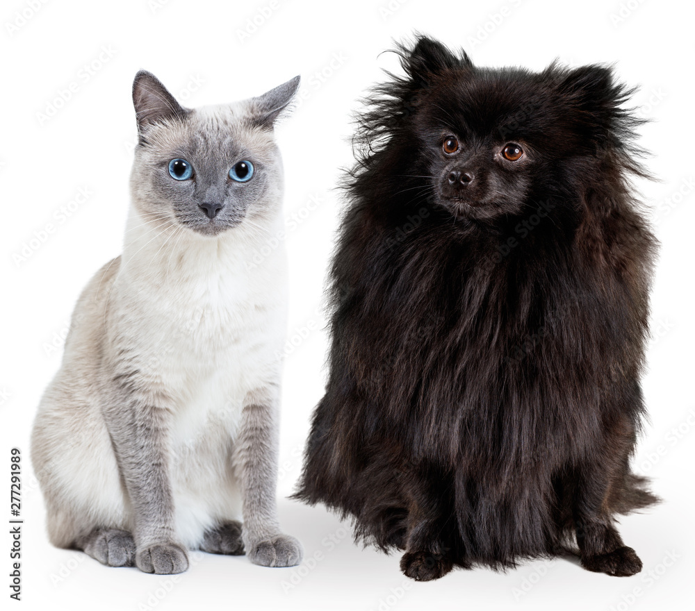 Collage of black German spitz and blue-point thai cat. Collage of black German spitz and blue-point thai cat.