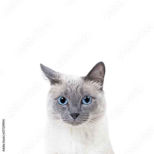 Blue-point colored thai cat portrait with copy space.