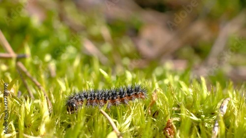 Caterpillar crawling along green moss in a wild forest. Insect macro - Butterfly larva. 4k uhd. photo