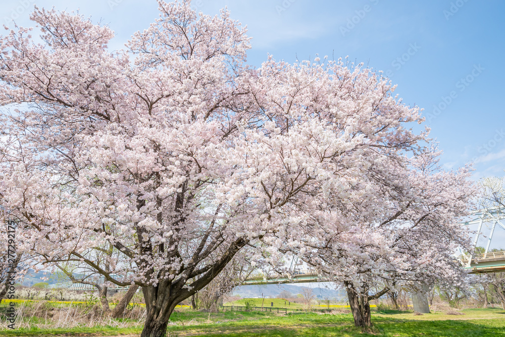 Sakura Cherry blossom Nagano Japan