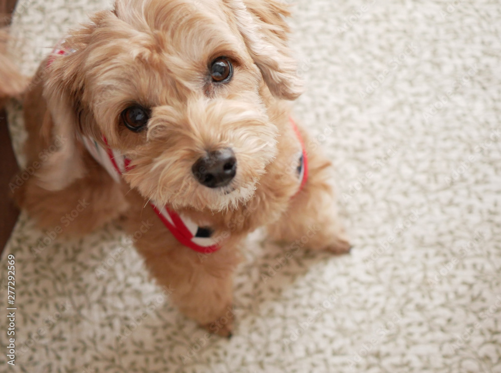 じっと座って見つめるかわいいアプリコットの小型犬 トイプードル マルプー Stock 写真 Adobe Stock
