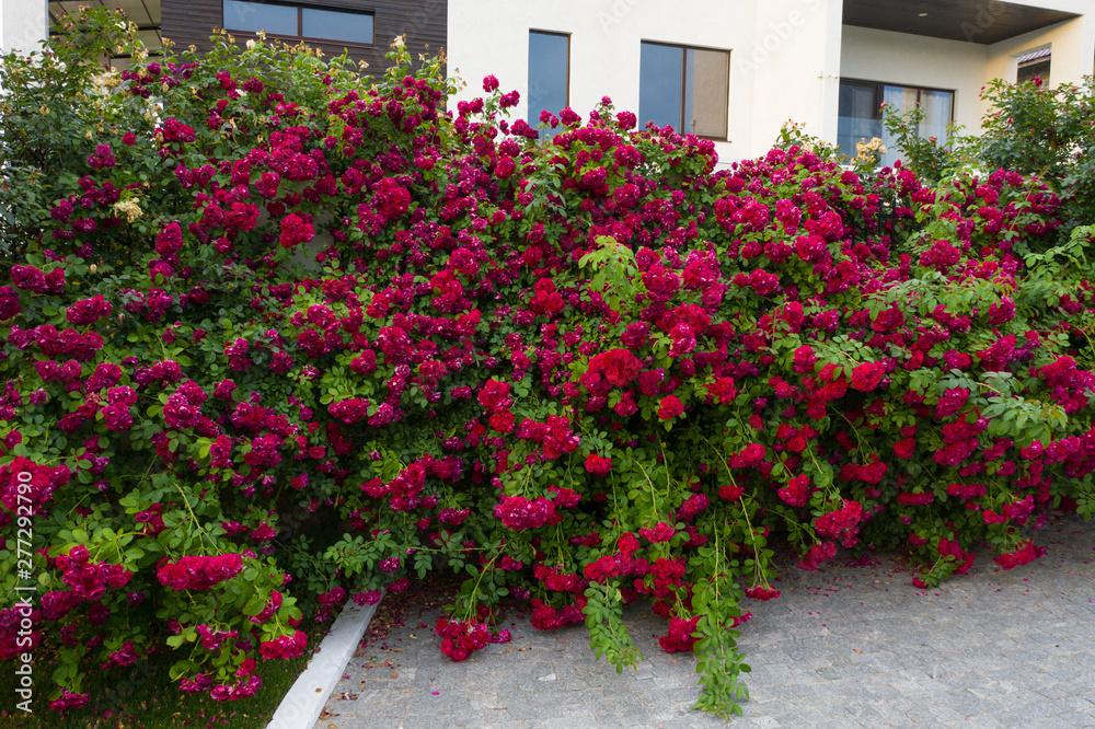 Naklejka premium Red tea rose fence. Fence decoration from prying eyes.