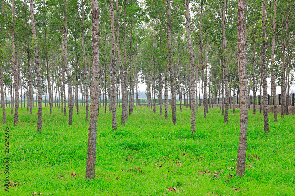 Fototapeta premium woods