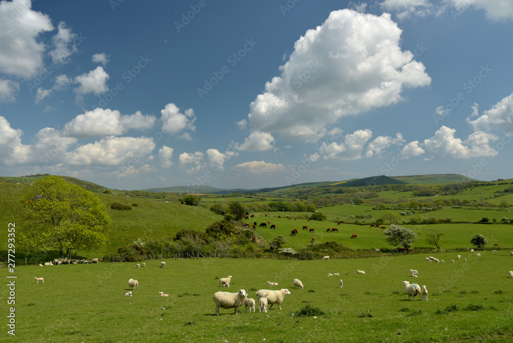 Sheep grazing in the valley near the ruined village of Tyneham in Dorset