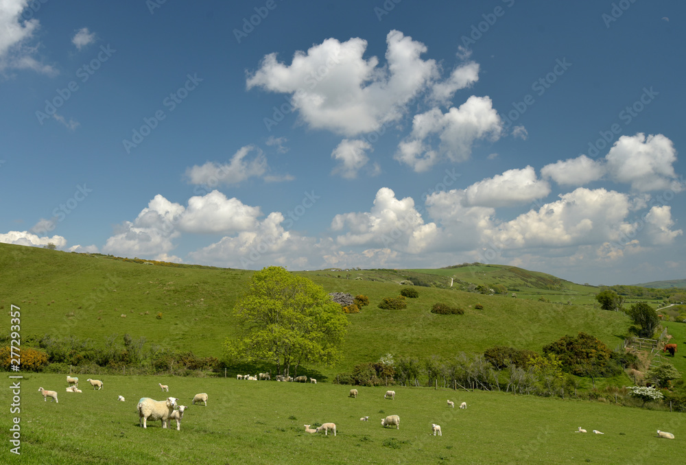 Sheep grazing in the valley near the ruined village of Tyneham in Dorset