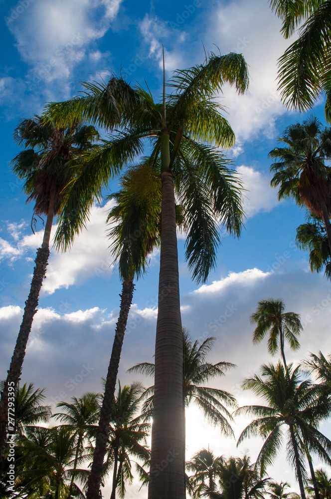 Tall palm trees with the sky in the background