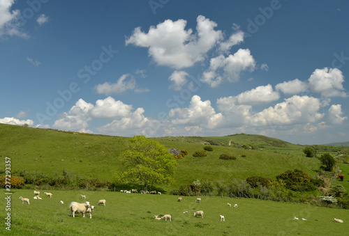 Sheep grazing in the valley near the ruined village of Tyneham in Dorset