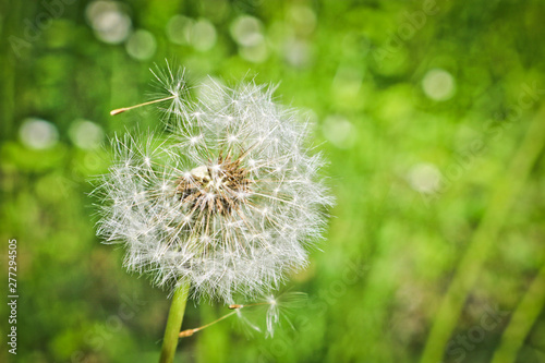 Fluffy dandelion on the meadow. Flowering dandelion with flying seeds.
