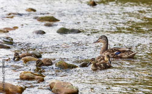 Anas platyrhynchos. Hembra de Ánade Real con sus crías alimentándose en el río. photo