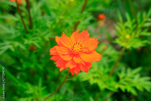 galsang flower photo