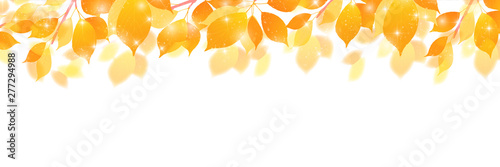  紅葉　秋　葉　背景