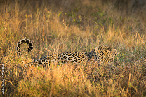 Leopard lying in African bushveld, in the grass, wild and free. Leopard is part of the big five, South Africa safari, image from Kruger National Park.