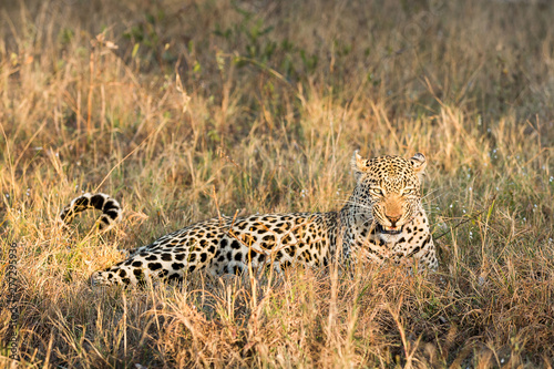 Leopard lying in African bushveld, in the grass, wild and free. Leopard is part of the big five, South Africa safari, image from Kruger National Park.